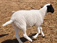 Kambing jantan, Dorper sheep — foto 4