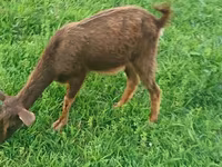 بز ماده, بز — عکس 7