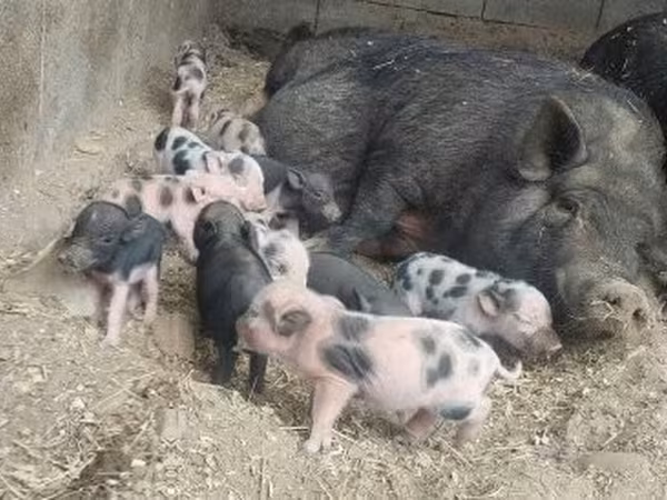 Pigs (batch, sex not specified), Pigs — Hungary