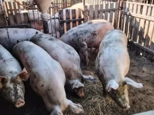 Säue, Крупная белая