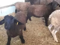 Pecora, White Suffolk sheep — foto 1