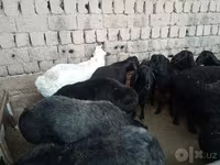 قوچ, گوسفند — عکس 2
