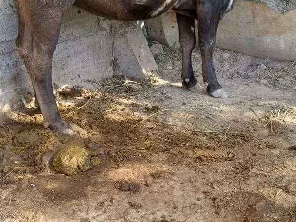 Koe, Alatau ras