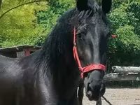 Kobyła, Friesian — zdjęcie 3