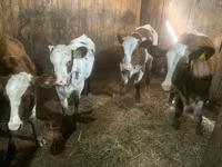 公牛, Holstein breed — 照片 2
