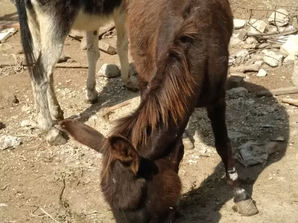 خيول (دفعة، الجنس غير محدد), الخيول