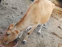 Mucca, Bovini — foto 3