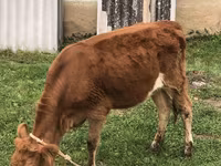 گاو ماده, Simmental cattle — عکس 2