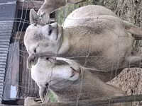 Domba jantan, Katum sheep — foto 5