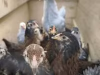 Chickens — photo 1