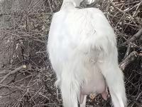 Dişi keçi, Alpine goat — foto 2