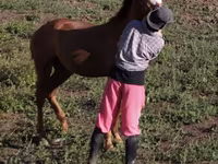 Kůň, Tiger horse — foto 6