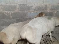 میش, Arashan sheep — عکس 6