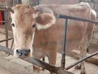 Krava, Simmental cattle — foto 2