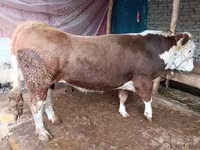 Lembu ternakan (lot, jantina tidak dinyatakan), Cattle — foto 4
