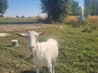 Koza, Saanen goat — foto 2