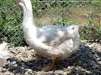 Geese — عکس 3