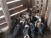 Ducks — foto 8