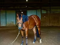 Aygʻir, Quarter Horse — 7-rasm