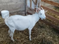 암염소, Nubian Goat — 사진 6