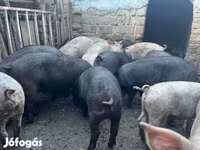 Kanec, Prasata — foto 1