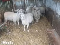 公羊, Sheep — 照片 4