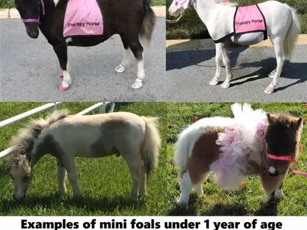 Hengst, Miniature horse