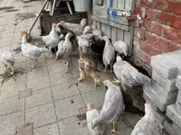 Chickens — zdjęcie 2