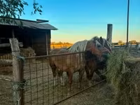 Kuda betina, Hungarian horse breed — foto 5