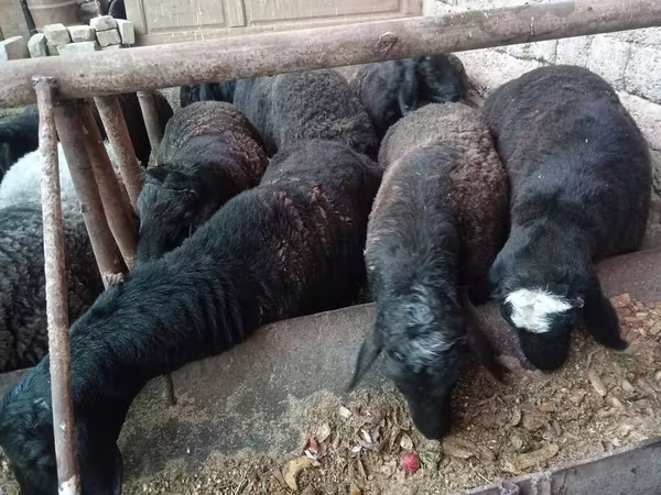 Baran, Rhon sheep