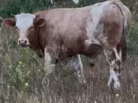 Býk, Maďarské šedé plemeno — foto 2