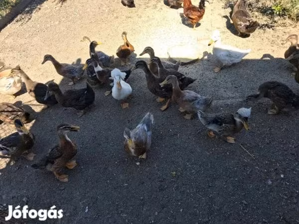 Ducks