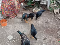 Chickens — foto 4