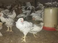 Chickens — sawirka 1