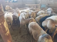 Berbec, Hissar sheep — foto 8