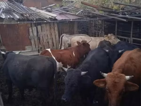 Lembu jantan, Cattle