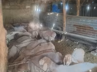 Montone, Pecore — foto 3