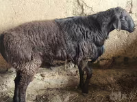 Kambing jantan, Hissar sheep — foto 4