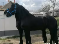 Kuda jantan, Friesian — foto 1