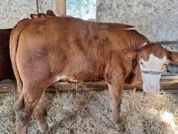 ወንድ በሬ, Limousin cow