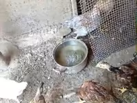 Chickens — 사진 3