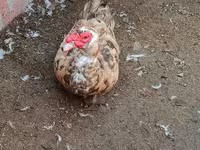 Domesticerad myskanka — foto 1
