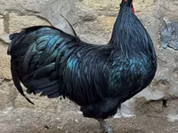 Australorp — foto 2