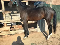 ঘোড়া, Thoroughbred horse — ছবি 2