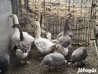 Geese — fotografija 2