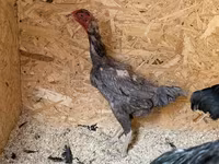 Chickens — 사진 8