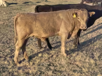 Lembu jantan, Simmental cattle — foto 7