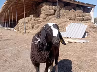 Ovan, Edilbay sheep — fotografija 3