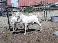 ወንድ ፍየል, Goats — ፎቶ 3
