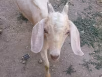 बकरा, Nubian Goat — फ़ोटो 4
